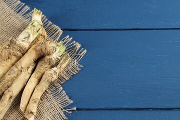 Fresh horseradish roots on blue wooden table. Space for text