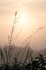 Herbs in thick fog at sunrise against the backdrop of the rising sun. Picturesque landscapes. Idyllic rural landscape. Pure nature, environment, ecology. Can be used as background.