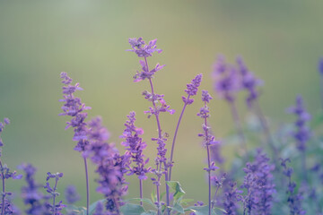 Beautiful violet lavender flowers in the meadow, selective focus.