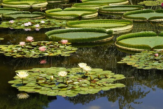 スイレンとパラグアイオニバスの美景
