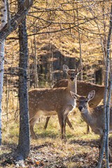 female spotted deer in the autumn forest