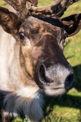 reindeer in the meadow