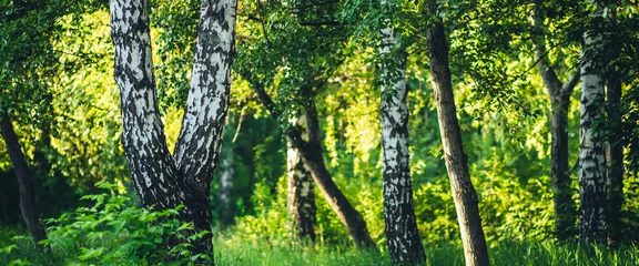Fototapeten Scenic landscape with double tree in summer forest in sunlight. Green scenery with beautiful double birch in park in golden light. Wonderful nature view to birch grove in sunny morning. Fresh greenery © Daniil