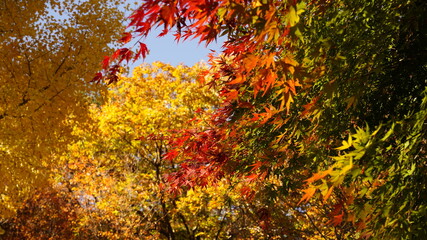 Maple and autumn scenery at Hwaeomsa Temple in Korea