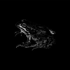 Oregon Spotted Frog hand drawing vector isolated on black background.