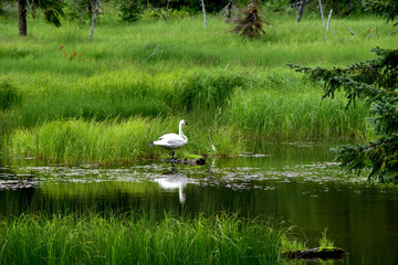 White Swan at a grassy pond in Alaska
