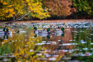 ducks in the lake at the park