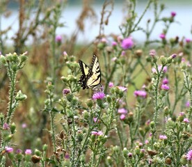 butterfly on a flower
