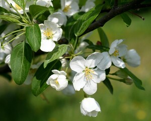 Fototapeta premium apple tree blossom