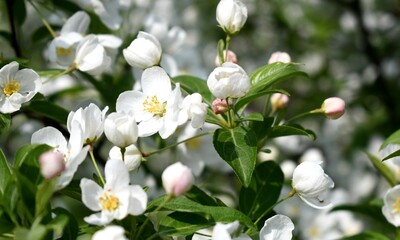 Obraz premium white apple blossoms 