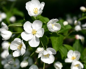 White spring Apple blossoms 