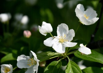 Apple tree blossoms 