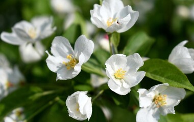 Fototapeta na wymiar White apple blossoms 