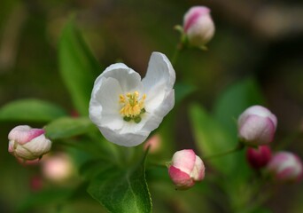 Fototapeta premium close up of a apple blossom