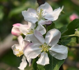 Apple blossoms in spring 