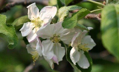 Obraz na płótnie Canvas Apple blossoms 