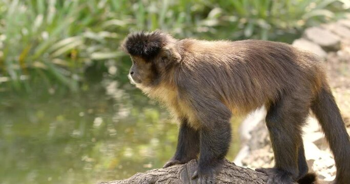 Brown Capuchin Monkey on Tree Branch