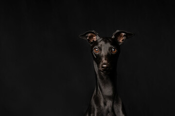 portrait of a black dog on a black background