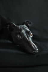 black dog portrait