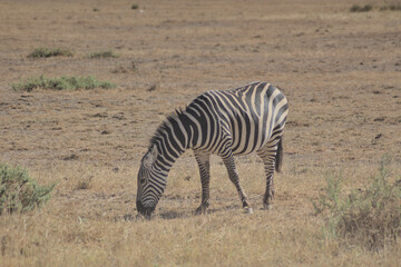 zebras in the tsavo