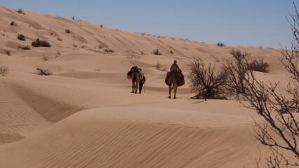 Fototapeta na wymiar Dromedary camels (Camelus dromedarius) on a camel trek in the Sahara Desert, outside of Douz, Tunisia