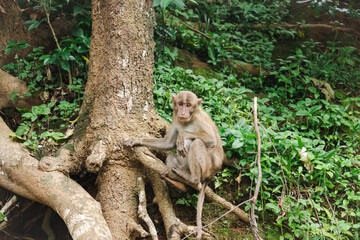 monkey sitting on a tree