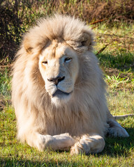 White lion in Tenikwa Wildlife Rehabilitation and Awareness Centre in Plettenberg Bay, South Africa