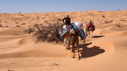 Dromedary camels (Camelus dromedarius) on a camel trek in the Sahara Desert, outside of Douz, Tunisia