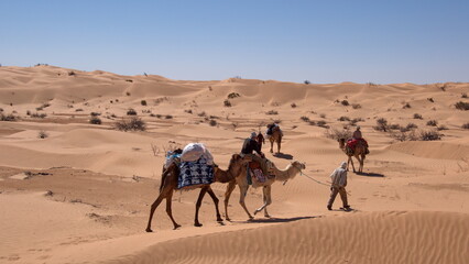 Dromedary camels (Camelus dromedarius) on a camel trek in the Sahara Desert, outside of Douz, Tunisia