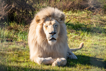 Obraz premium White lion in Tenikwa Wildlife Rehabilitation and Awareness Centre in Plettenberg Bay, South Africa