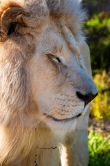 Naklejka premium White lion in Tenikwa Wildlife Rehabilitation and Awareness Centre in Plettenberg Bay, South Africa