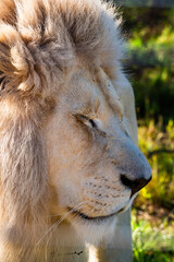 White lion in Tenikwa Wildlife Rehabilitation and Awareness Centre in Plettenberg Bay, South Africa
