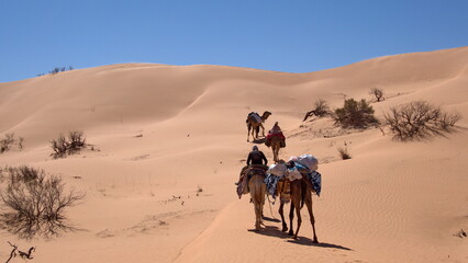 Dromedary camels (Camelus dromedarius) on a camel trek in the Sahara Desert, outside of Douz, Tunisia