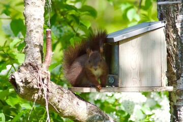squirrel in the tree