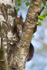 squirrel on tree