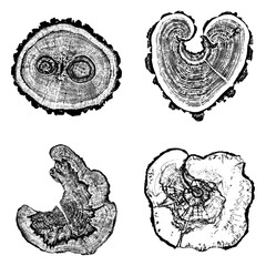 Tree stump circle rings. Wood log silhouette print.