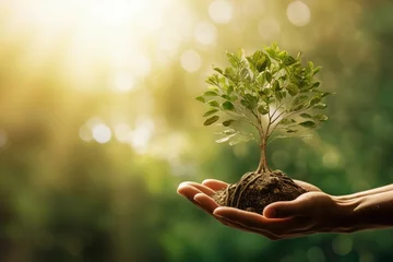 Foto op Canvas sunshine background green growing tree big holdig hand   environment earth day green eco tree earth background concept friendly ecosystem environmental ecology hand sustainable nature © sandra