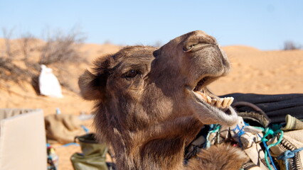 Close up of a dromedary camel (Camelus dromedarius) with a funny expression in the Sahara Desert,...