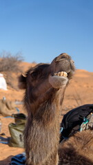 Close up of a dromedary camel (Camelus dromedarius) with a funny expression in the Sahara Desert, outside of Douz, Tunisia
