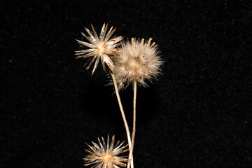 Photograph of 3 dead flowers on a black background