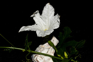 Photograph of white flowers on black