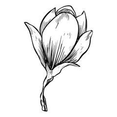magnolia flowers hand drawn