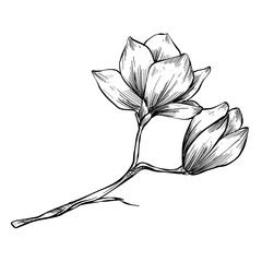 magnolia flowers hand drawn