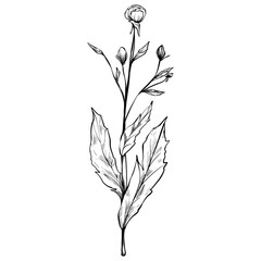 wild herbs flowers hand drawn