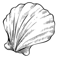seashell hand drawn