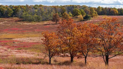 autumn landscape in the mountains