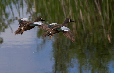 great crested grebe