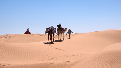 Fototapeta na wymiar Dromedary camels (Camelus dromedarius) on a camel trek in the Sahara Desert, outside of Douz, Tunisia