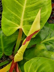 Closeup of the unfurled yellow and red variegated leaf of Philodendron Red Moon