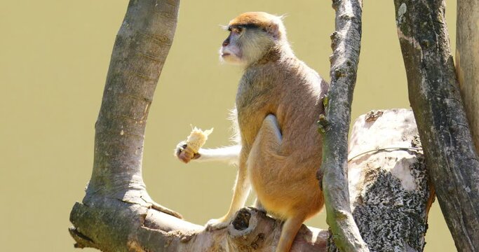 Patas Monkey eating fruit on a tree